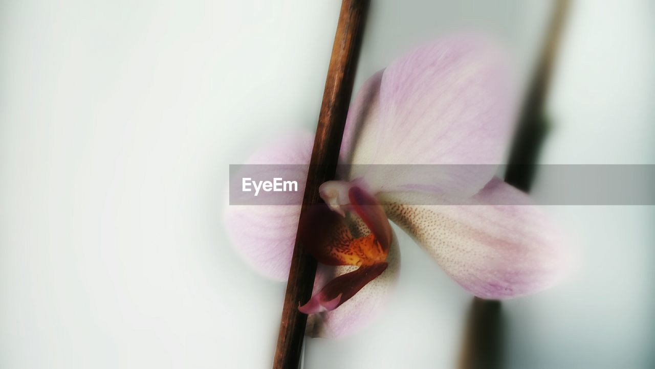 CLOSE-UP OF PINK FLOWER WITH PETALS