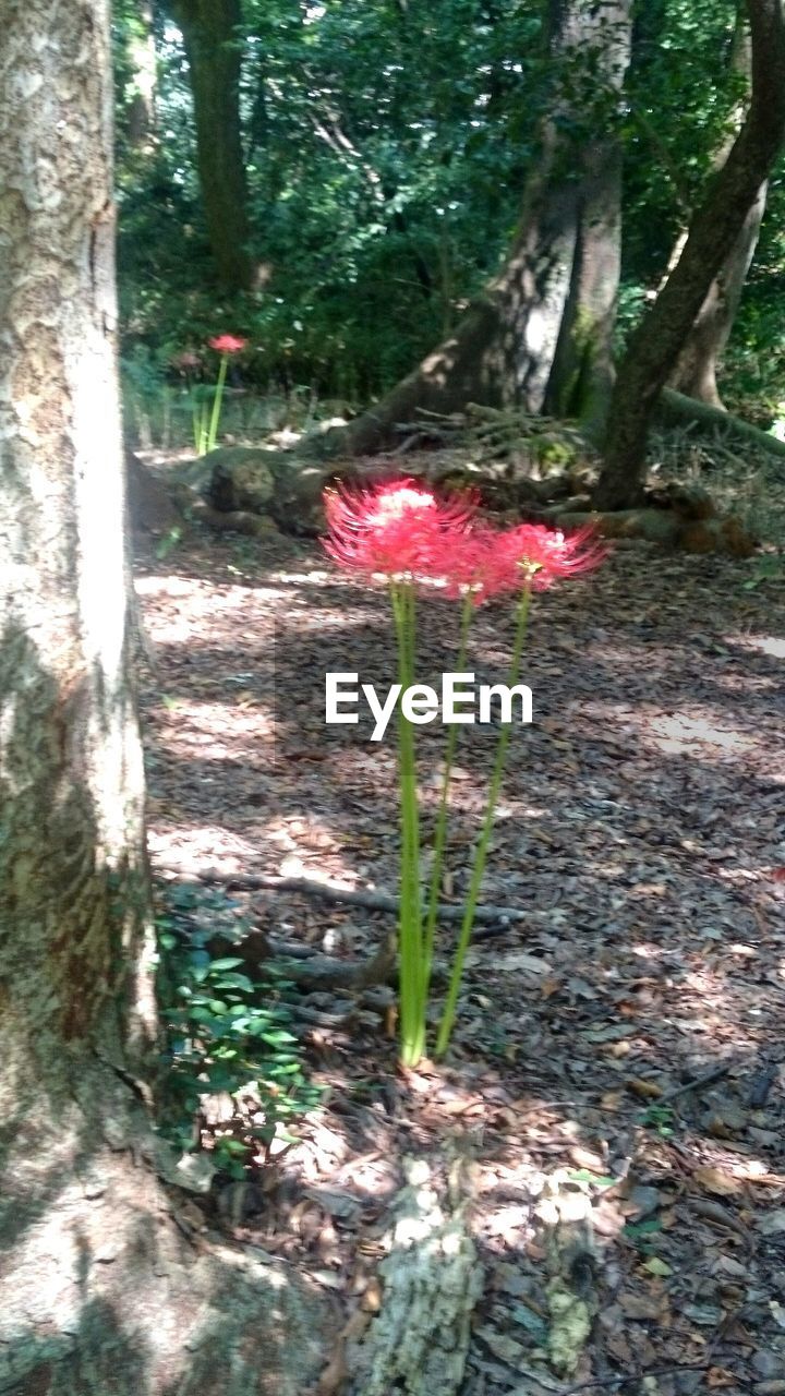 TREES GROWING IN FOREST