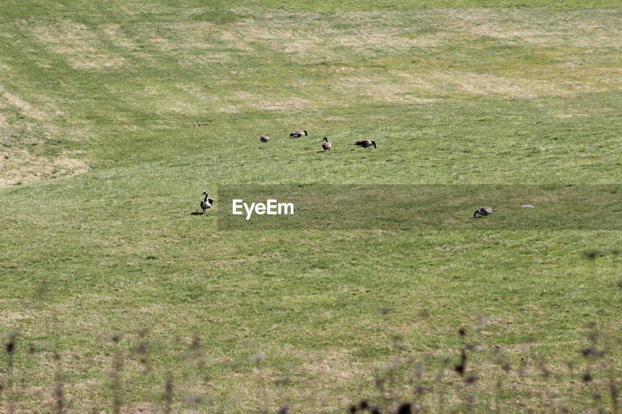 VIEW OF AN ANIMAL IN FIELD