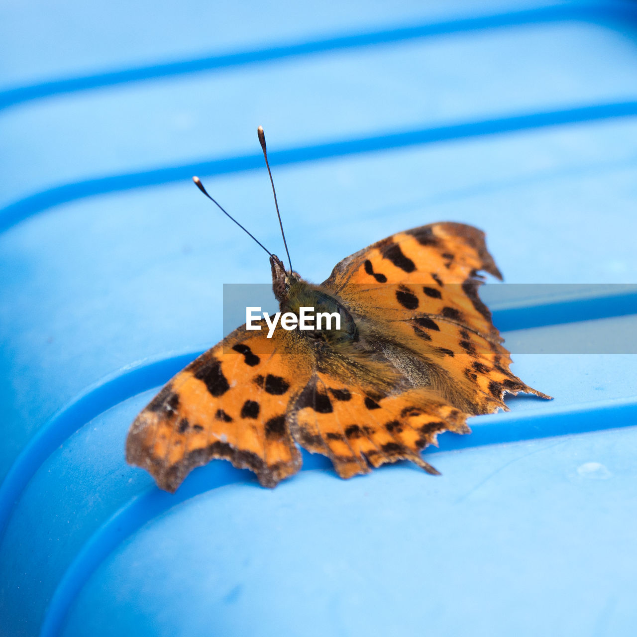 CLOSE-UP OF BUTTERFLY