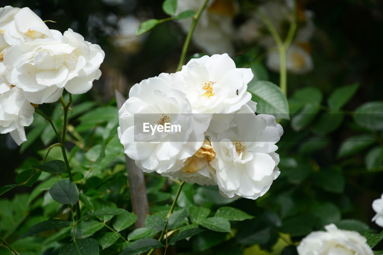 CLOSE-UP OF WHITE ROSE WITH ROSES