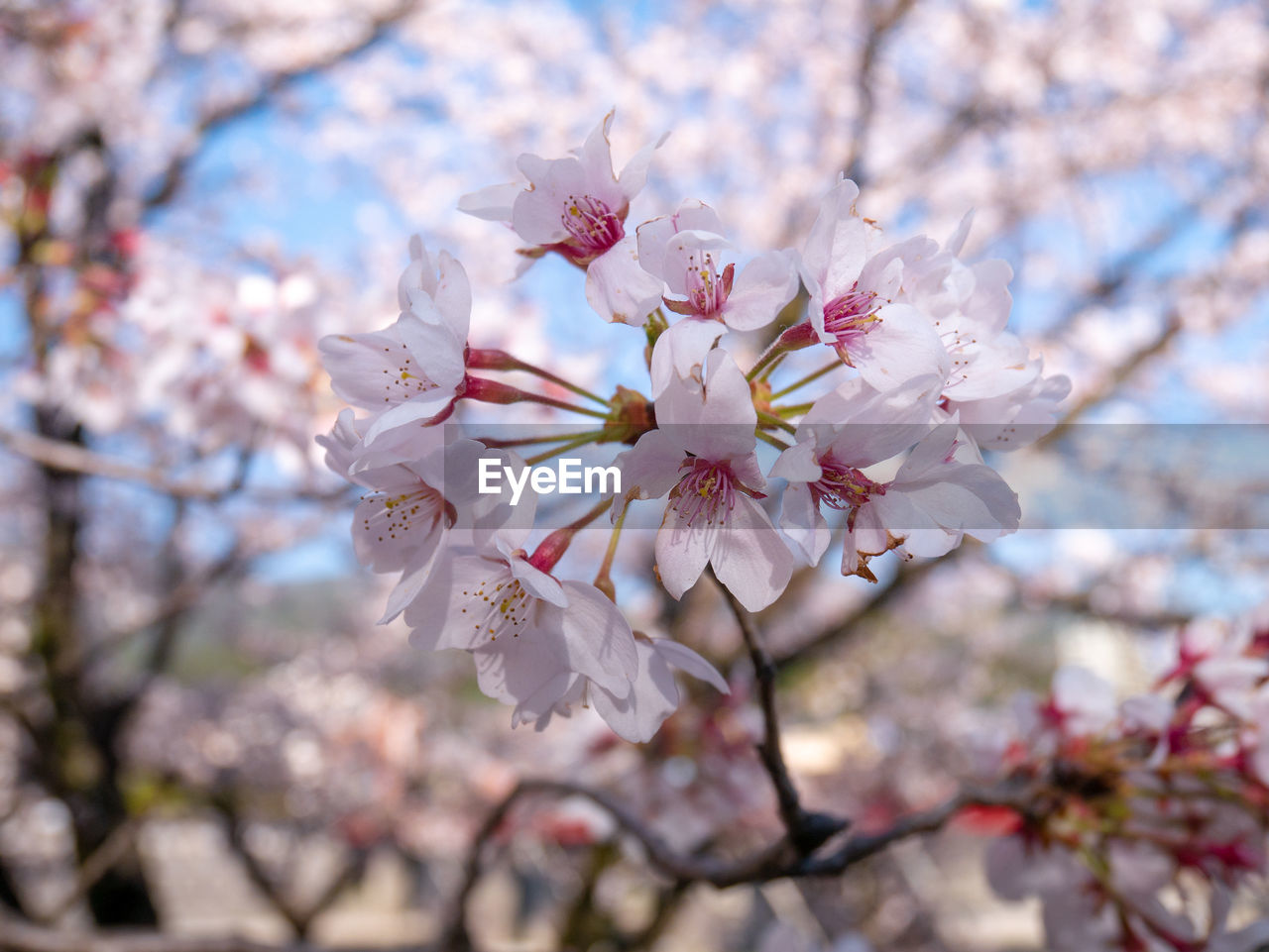 Close-up of cherry blossom tree