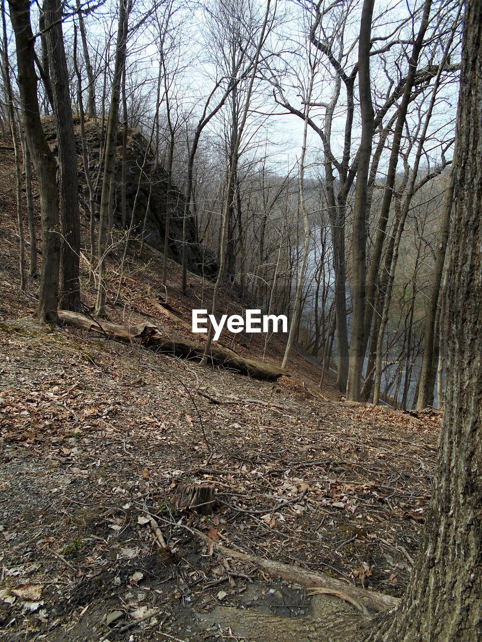 Bare trees in forest