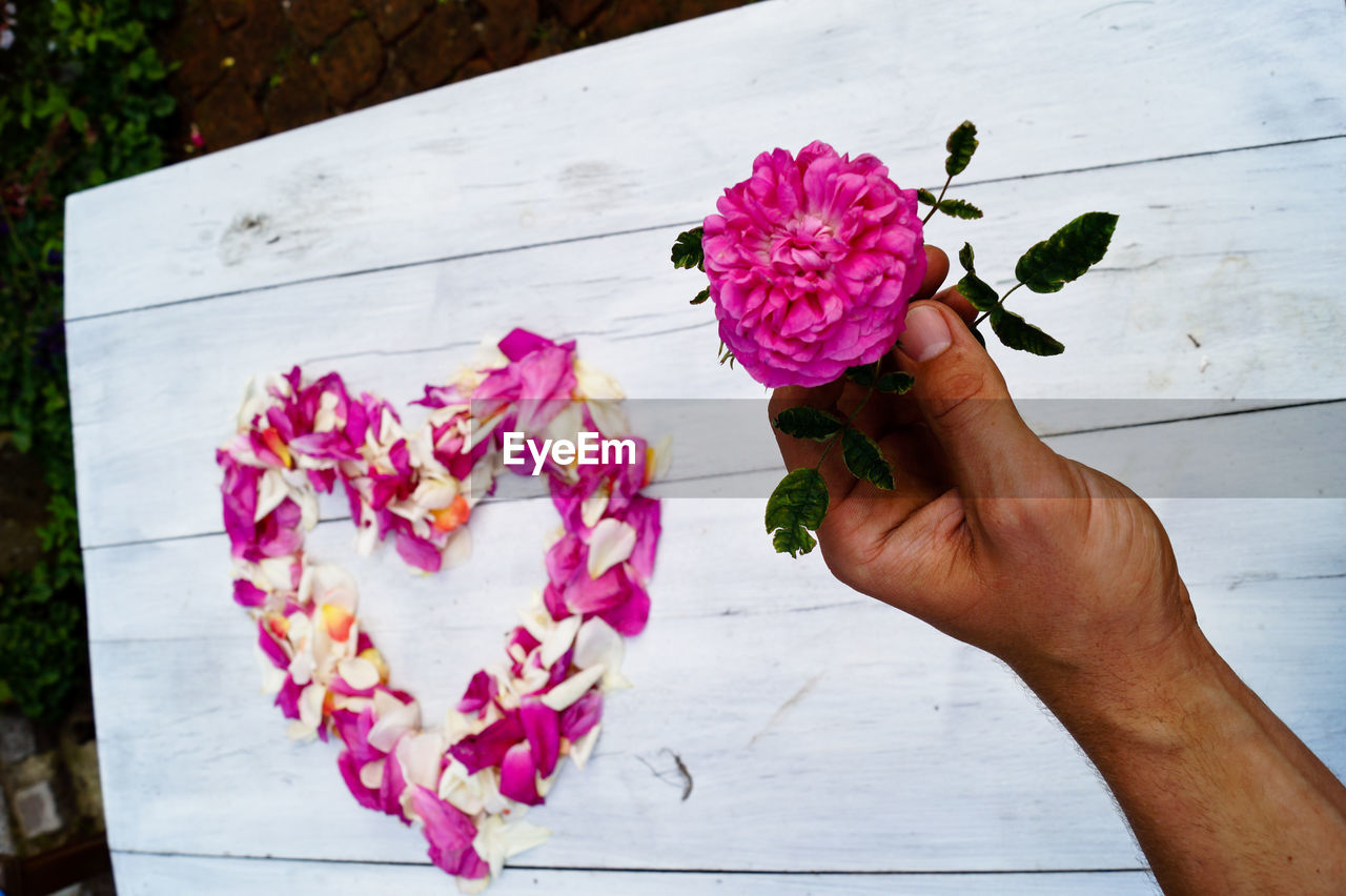 CLOSE-UP OF HAND HOLDING PINK ROSE