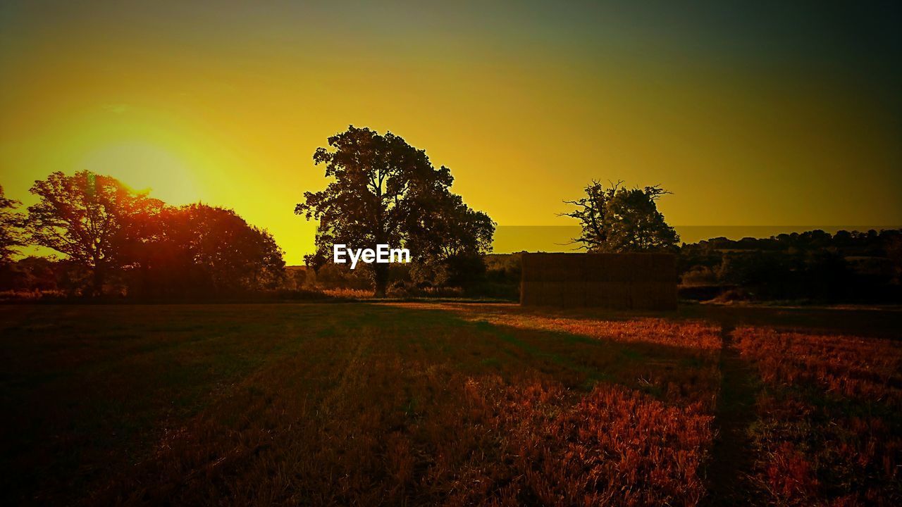 SILHOUETTE TREES ON FIELD AGAINST CLEAR SKY DURING SUNSET