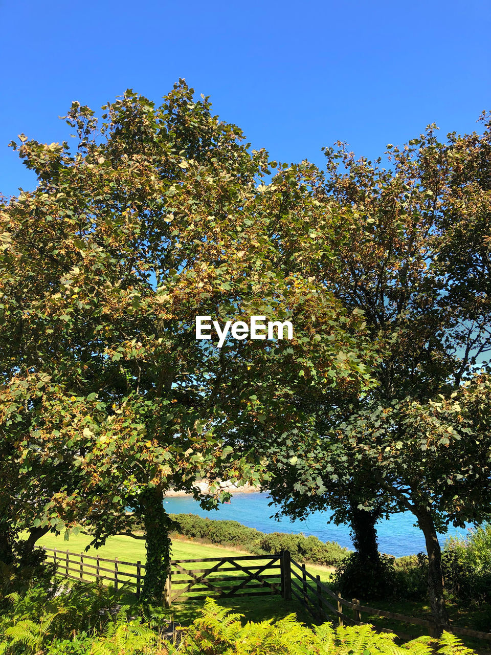 LOW ANGLE VIEW OF TREES ON FIELD AGAINST CLEAR SKY