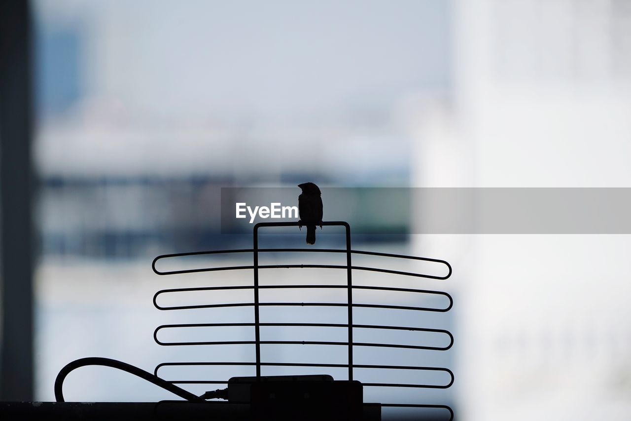 SILHOUETTE BIRD PERCHING ON WATER