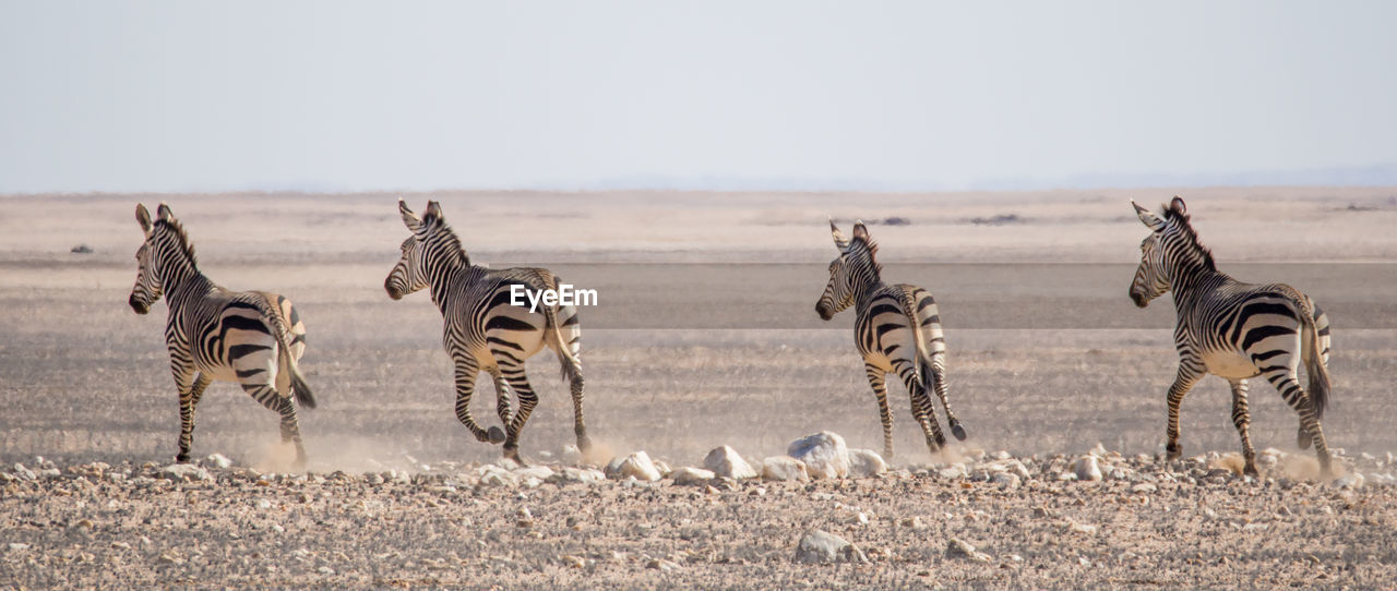 Zebras on field running in rocky namib naukluft national park, namibia