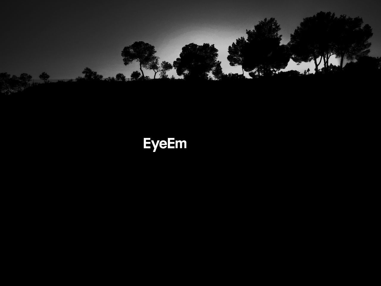 SILHOUETTE OF TREES AGAINST CLEAR SKY