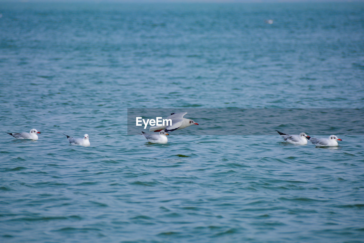 Seagulls flying over sea