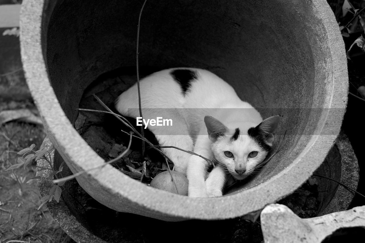 Sleep on a pot, high angle portrait of a cat resting on field