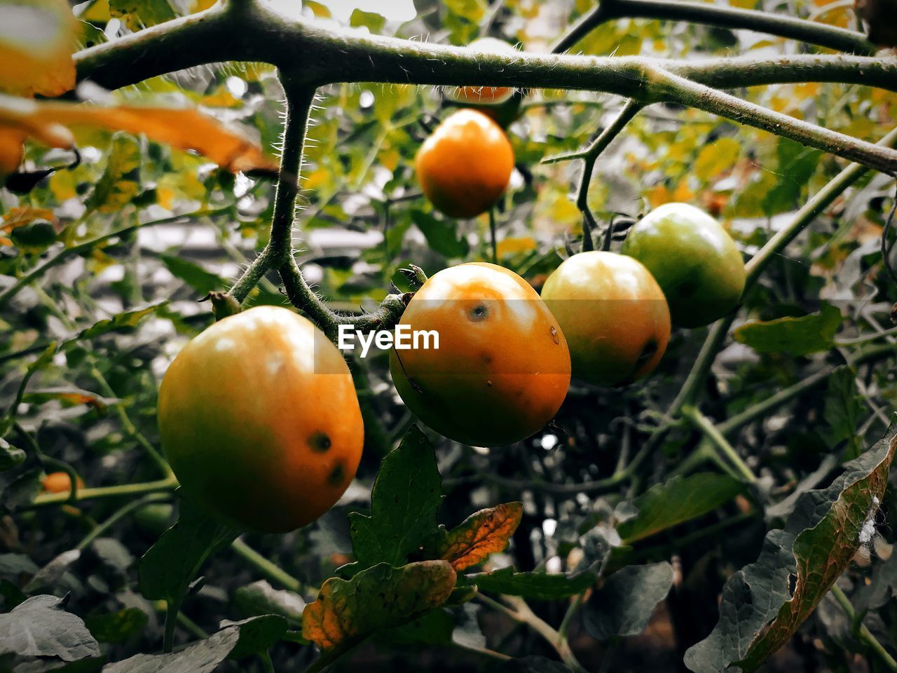 close-up of apples on tree