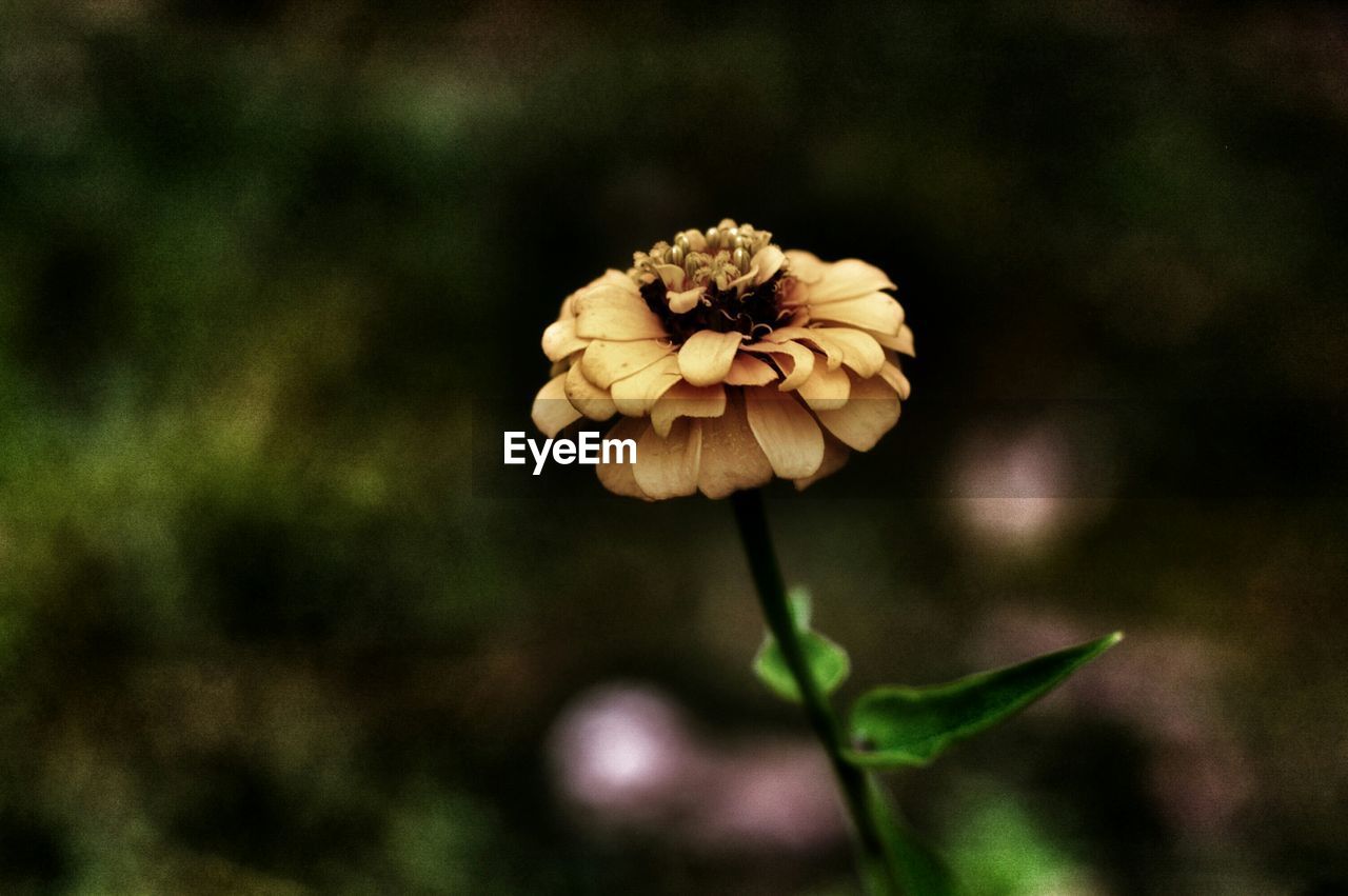 Close-up of flower blooming outdoors