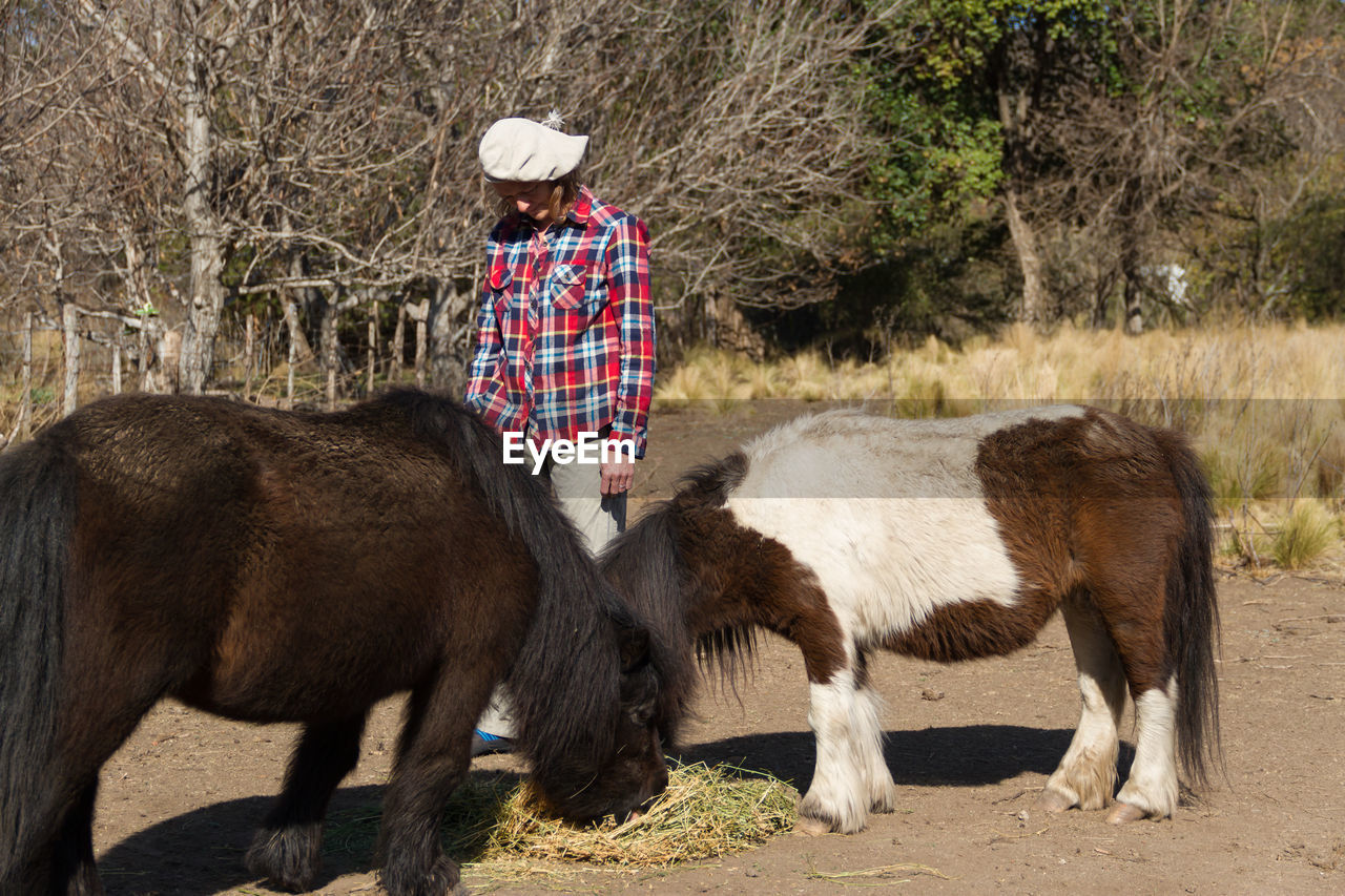 Mature woman feeding horses at ranch