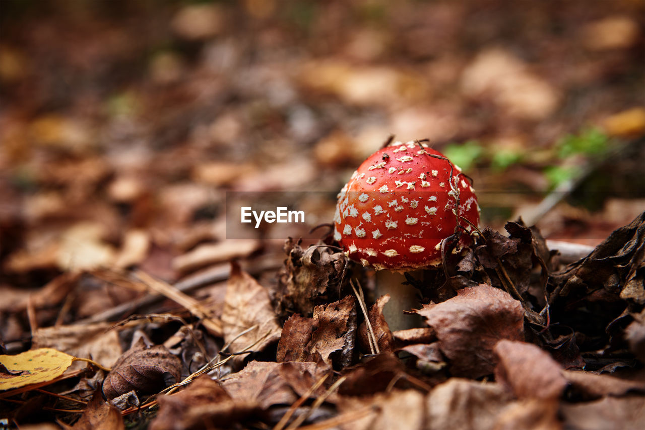 Red fly agaric in autumn forest. poisonous mushroom. amanita muscaria, close up