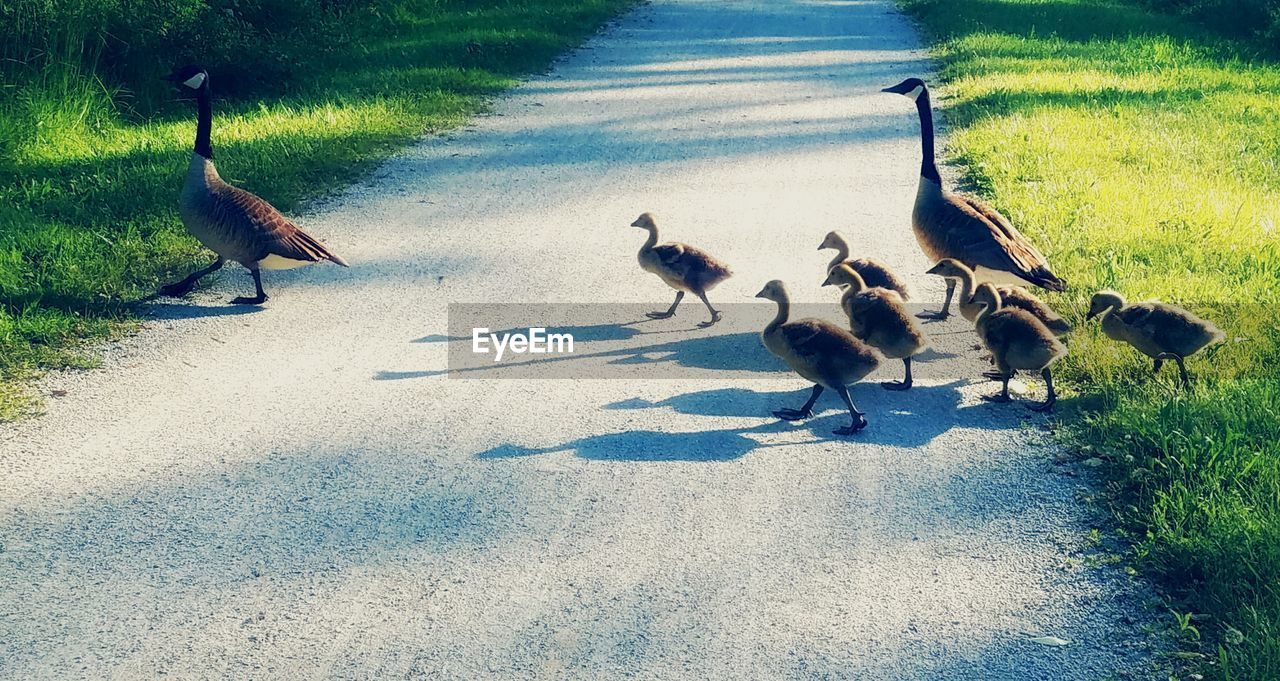 Canada geese with goslings on road