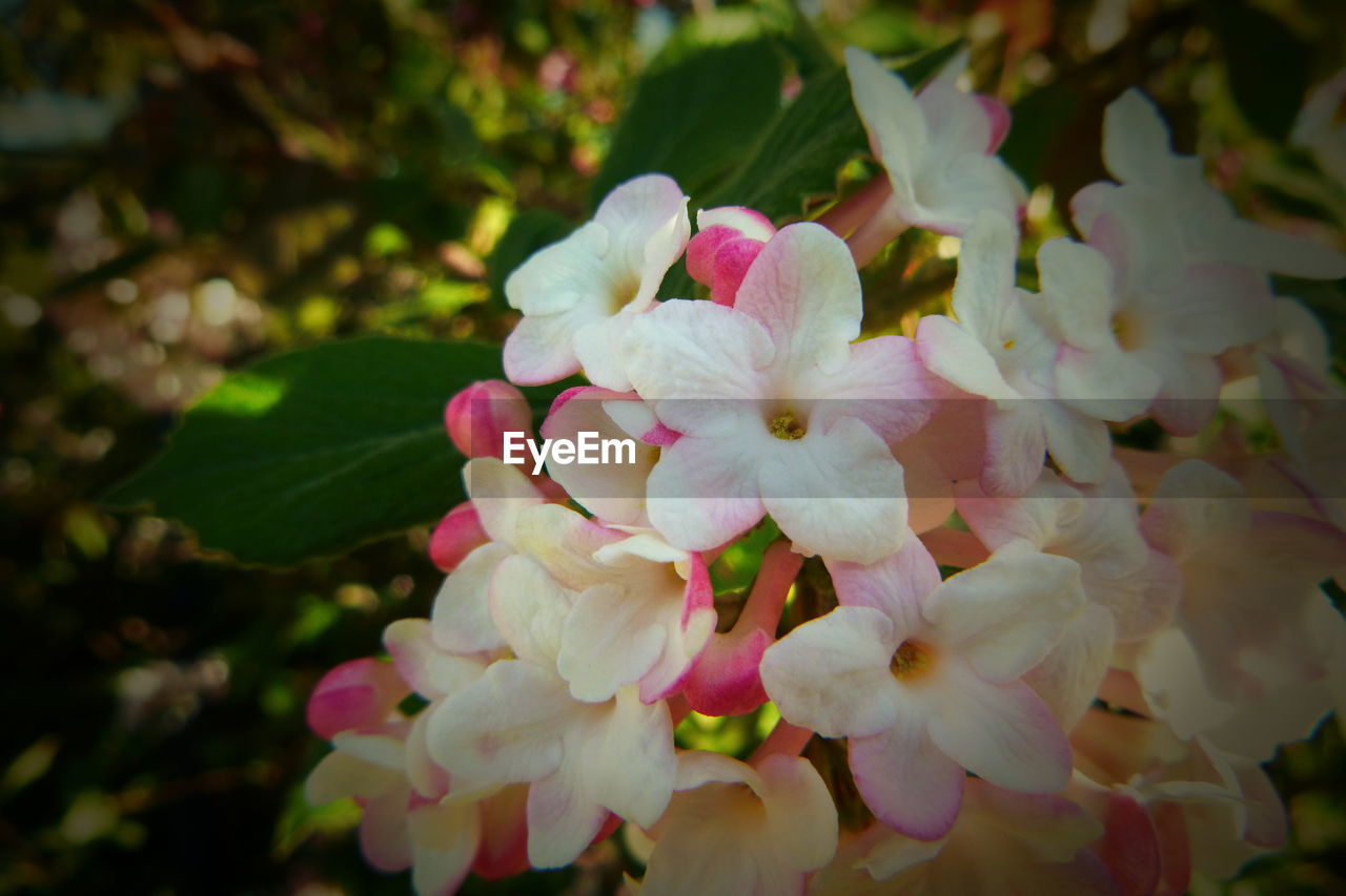 CLOSE-UP OF PINK FLOWERS