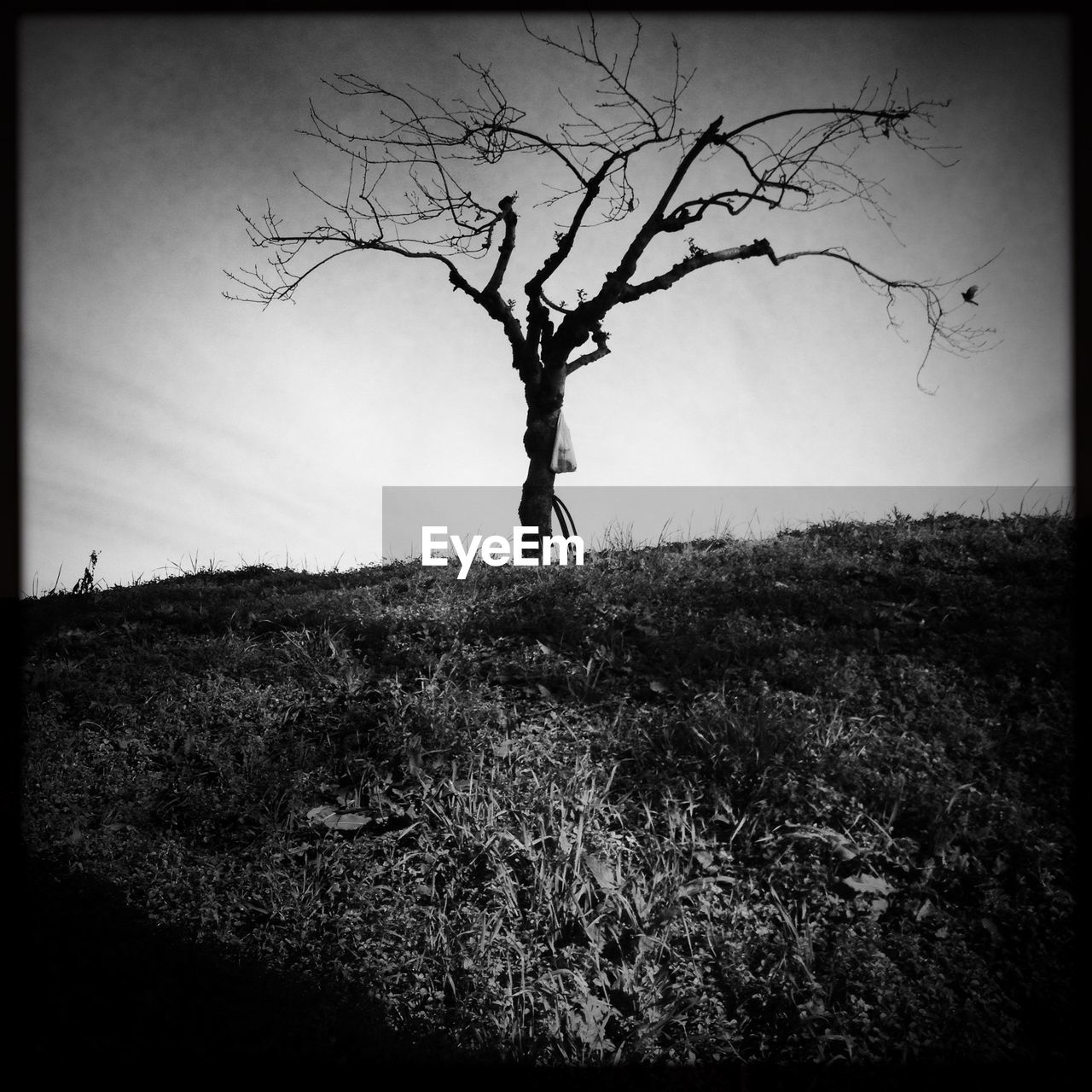 BARE TREES ON GRASSY FIELD AGAINST SKY