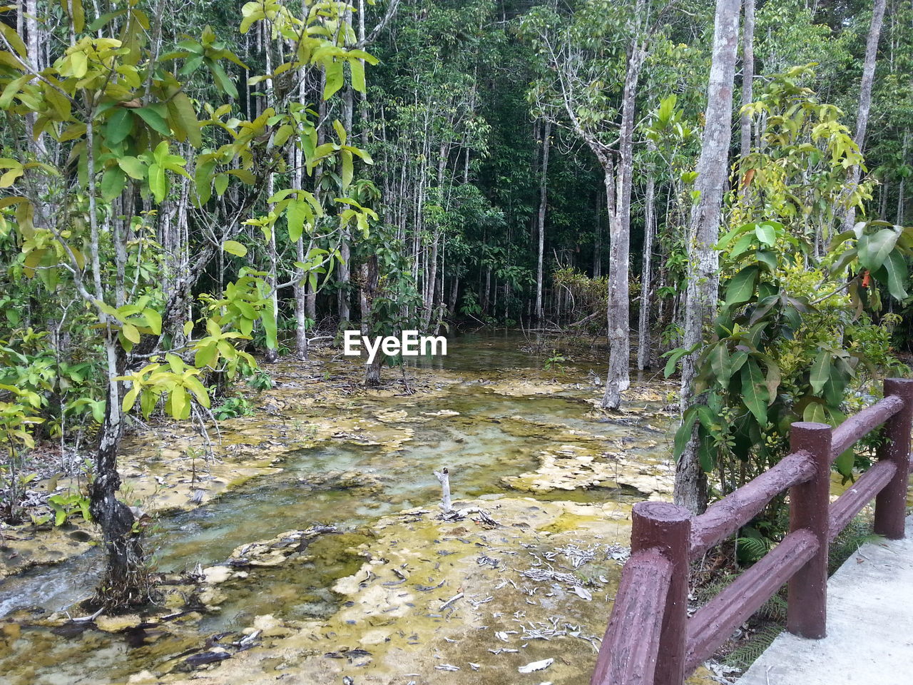 SCENIC VIEW OF FOREST