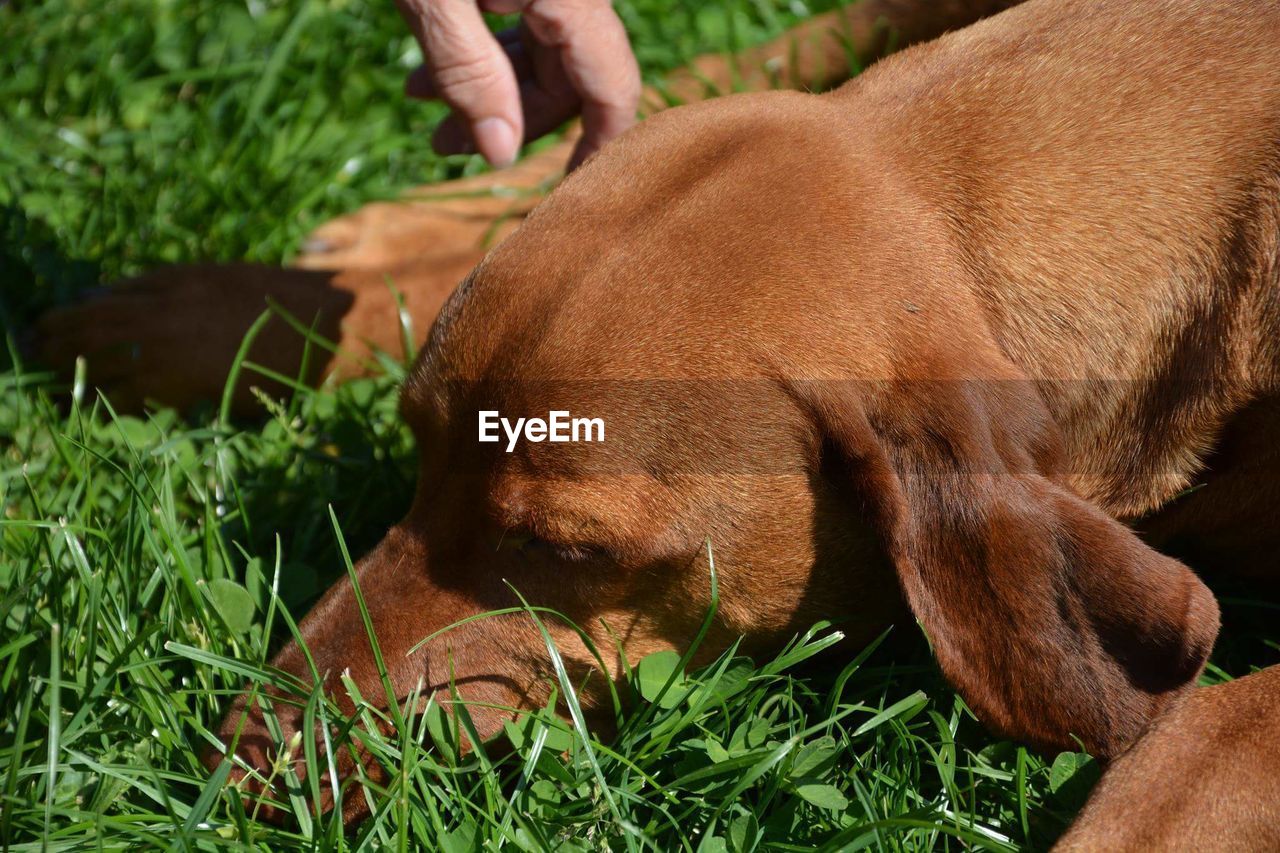 Cropped hand petting dog lying on field