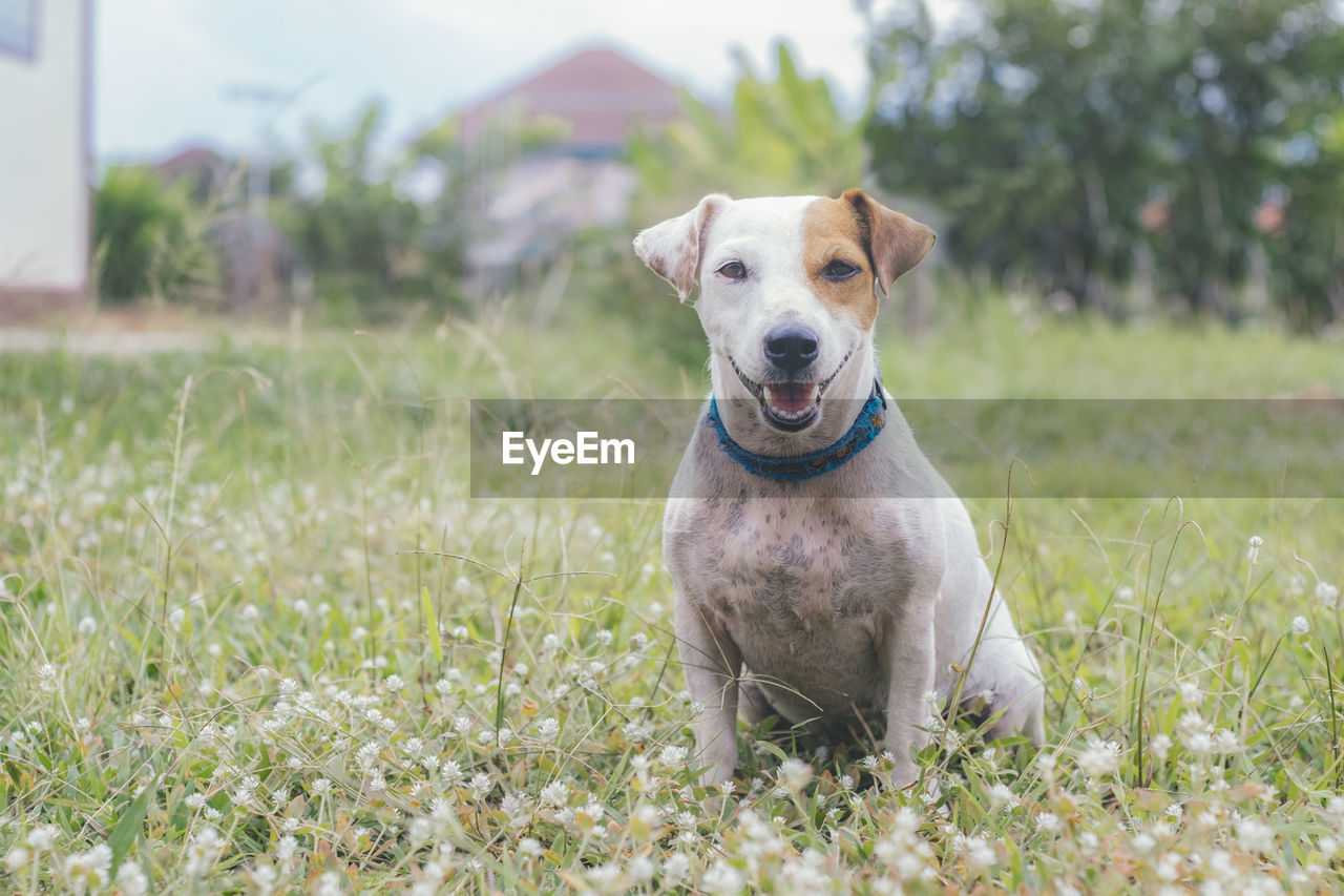 PORTRAIT OF DOG SITTING ON LAND