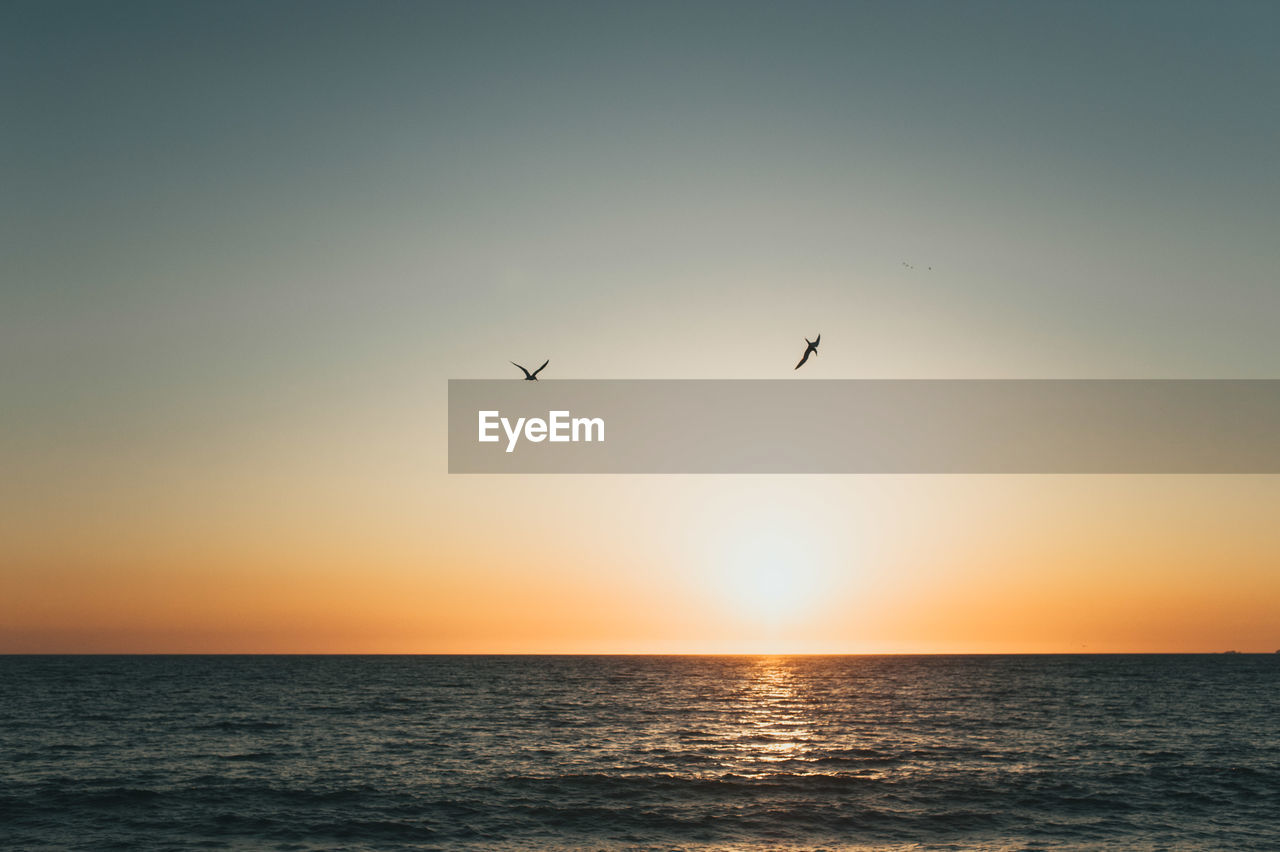 Silhouette of birds flying over ocean at sunset in mexico