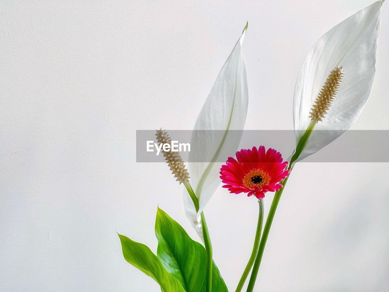 flower, flowering plant, plant, freshness, beauty in nature, nature, fragility, flower head, close-up, petal, leaf, inflorescence, plant part, macro photography, no people, green, growth, yellow, outdoors, springtime, plant stem, blossom, white, pollen, daisy