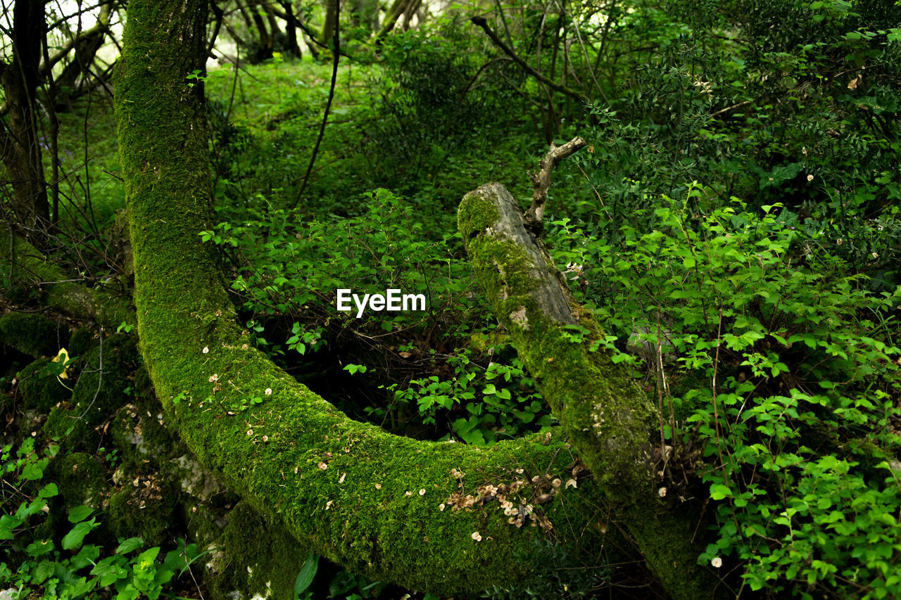 VIEW OF A LIZARD ON TREE