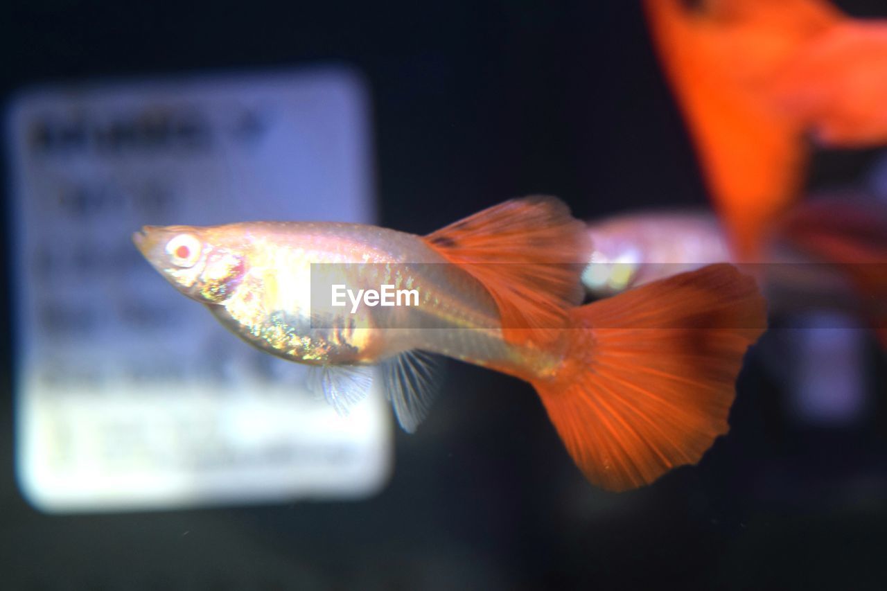 CLOSE-UP OF FISH SWIMMING