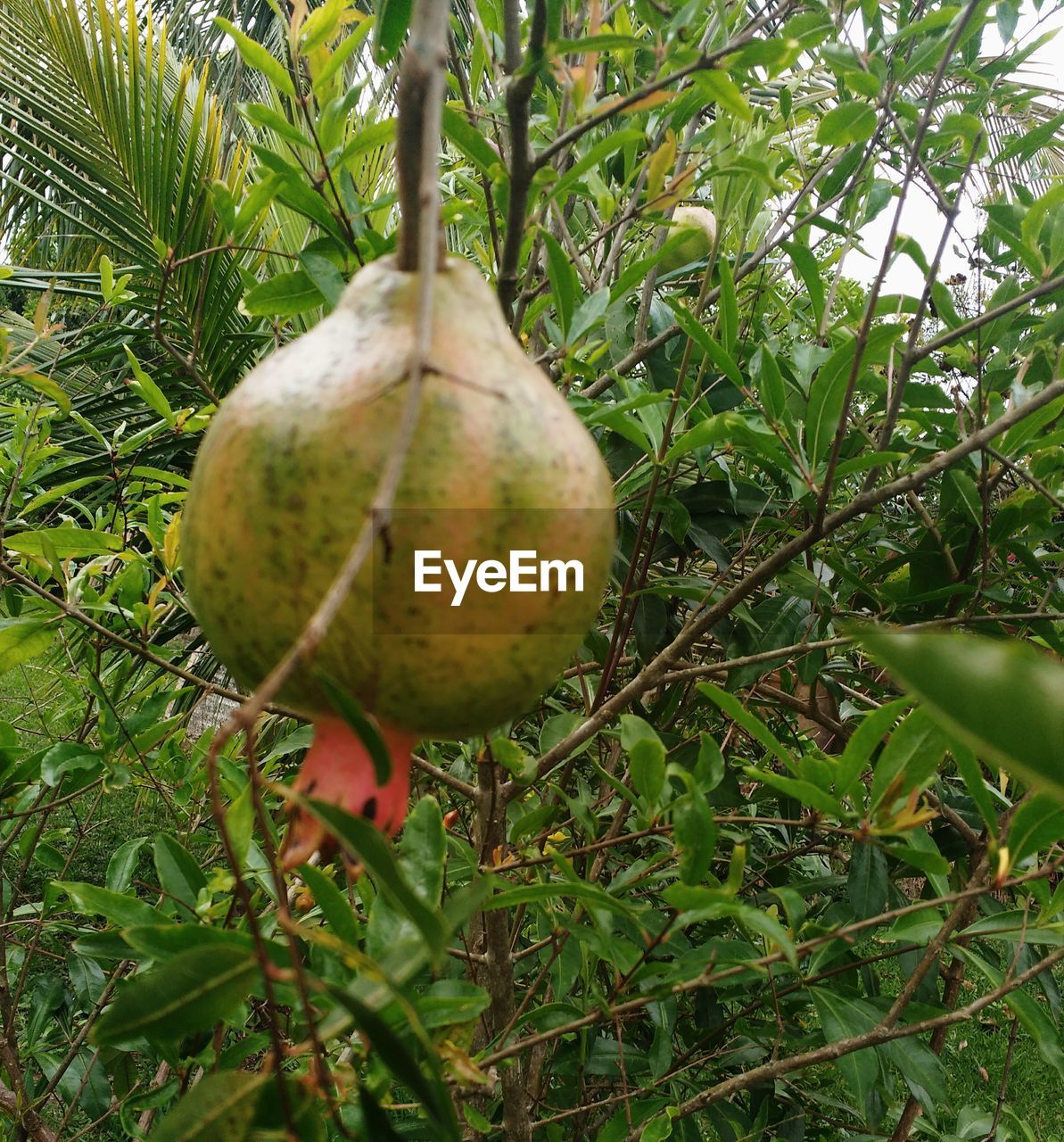 CLOSE-UP OF FRUIT TREE