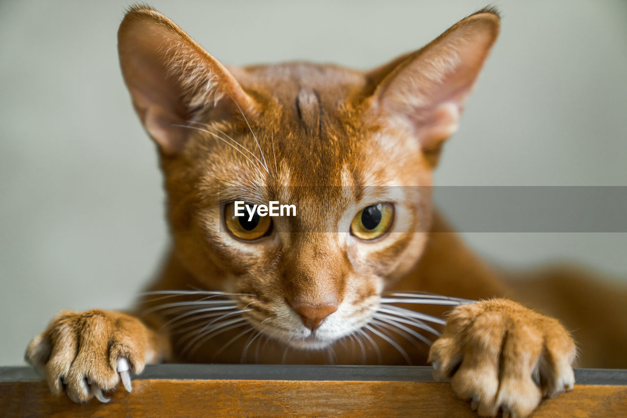 Red cat of abyssinian breed lies on chair and looks into camera, muzzle and paws close-up