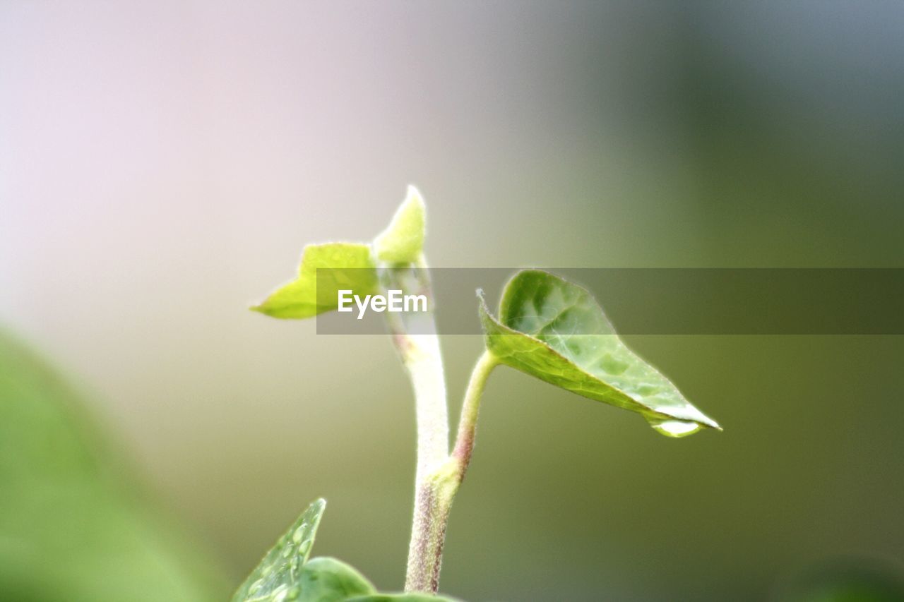 CLOSE-UP OF GREEN PLANT