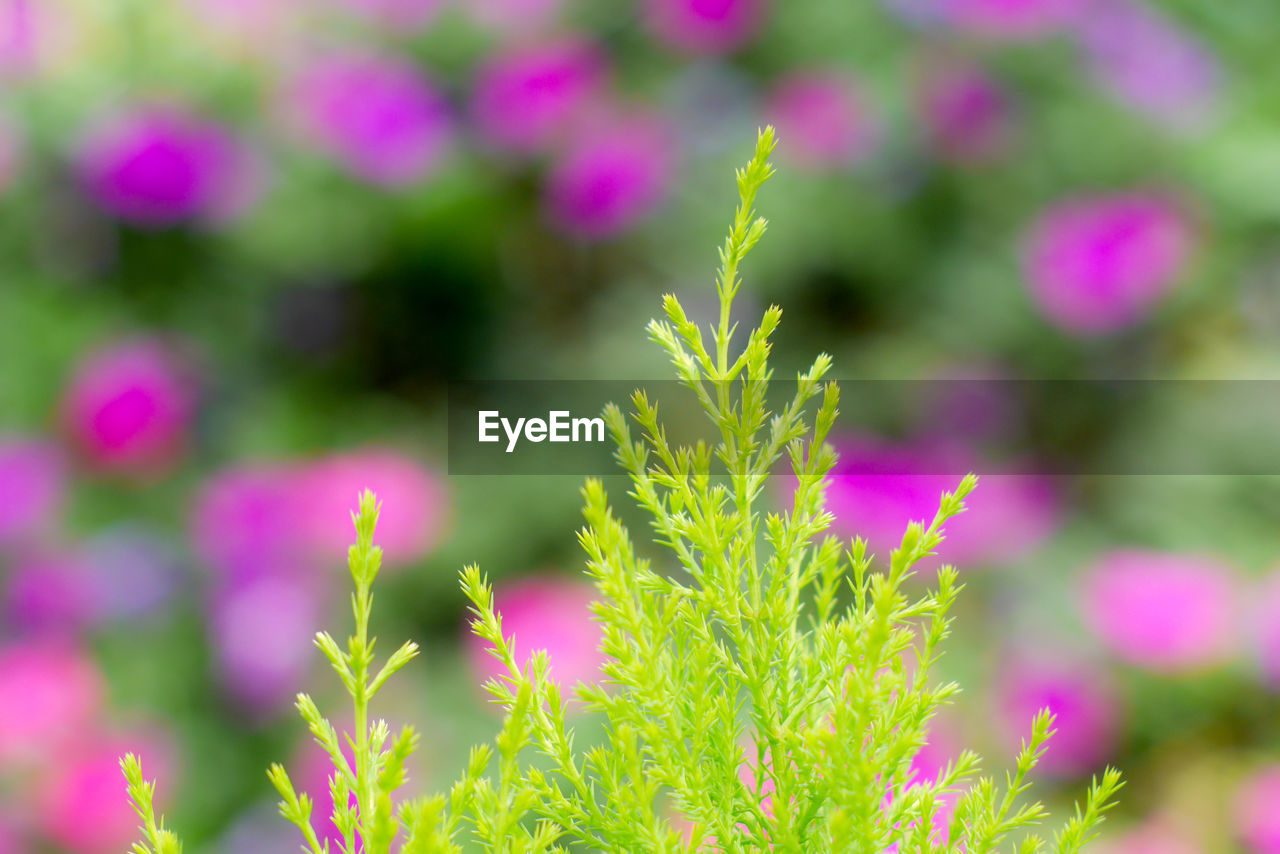 CLOSE-UP OF FLOWERS AGAINST BLURRED BACKGROUND