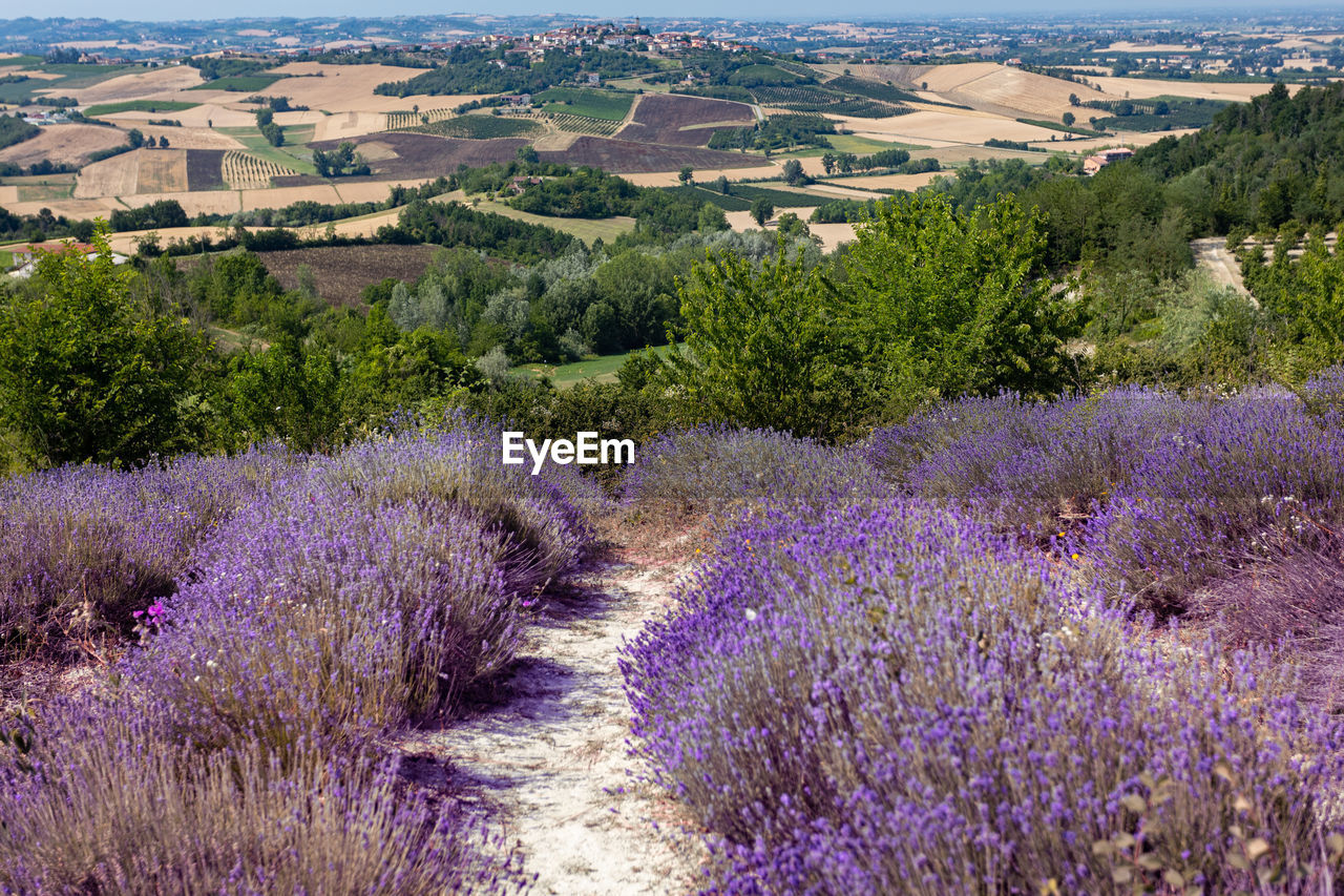 plant, flower, flowering plant, landscape, purple, environment, land, beauty in nature, nature, lavender, field, scenics - nature, growth, agriculture, rural scene, no people, freshness, tranquility, meadow, tranquil scene, outdoors, tree, architecture, prairie, idyllic, high angle view, day, food and drink, sky, farm, grass, building