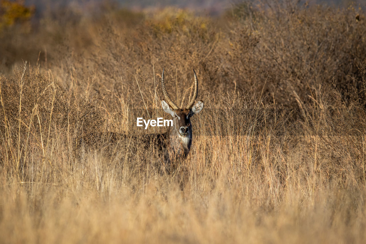 VIEW OF DEER ON GRASS