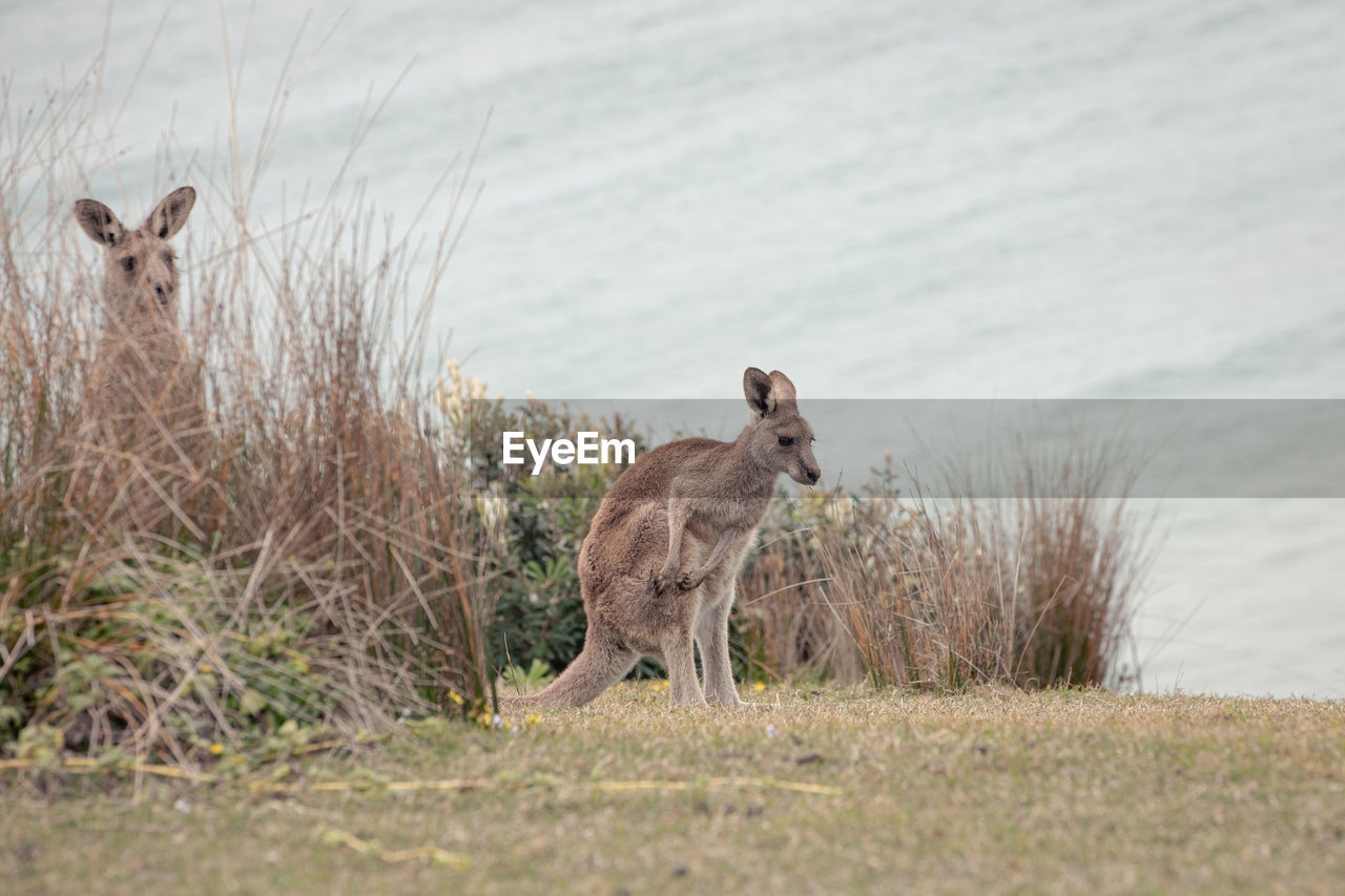 Kangaroo on field