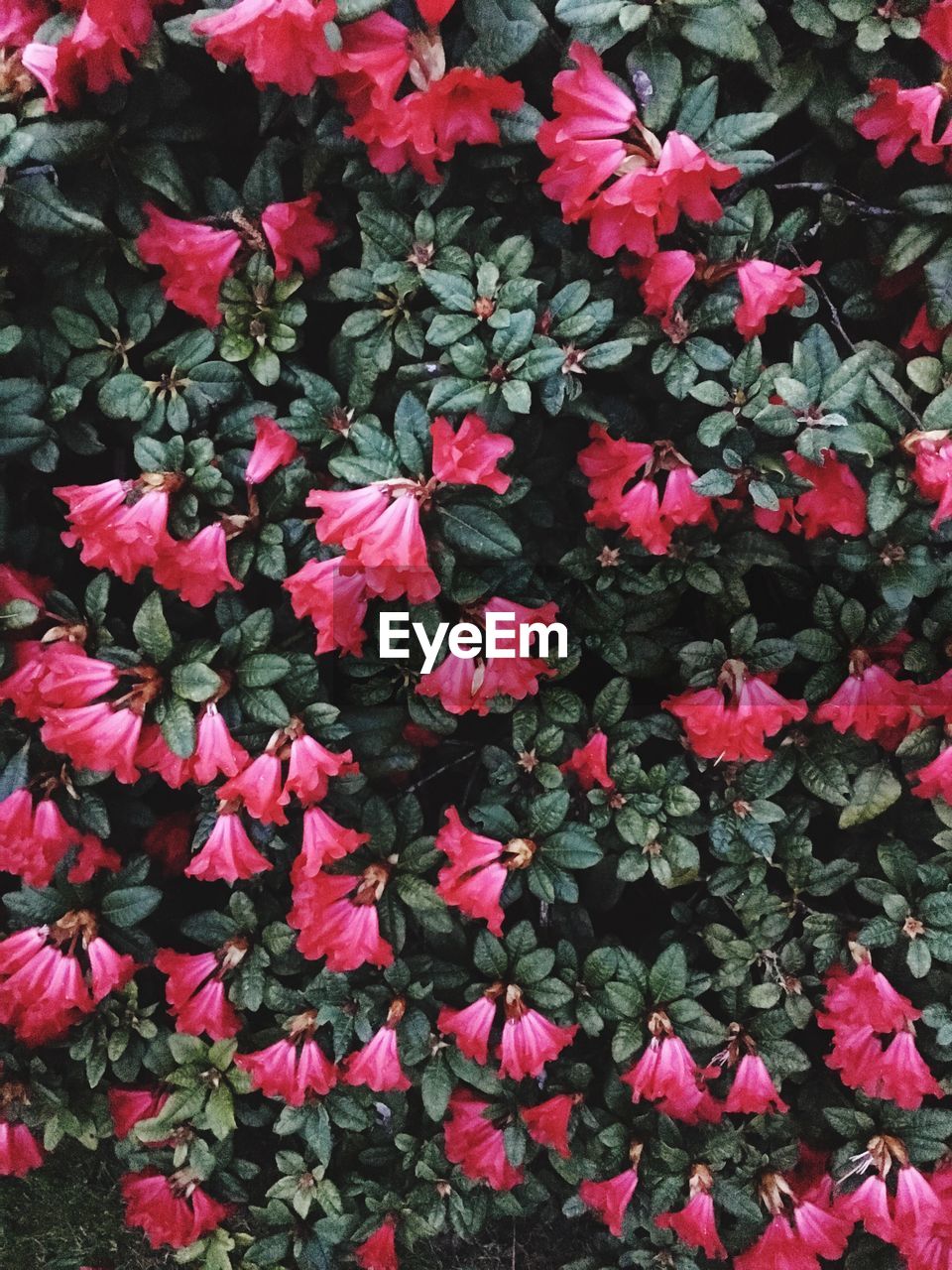 CLOSE-UP OF PINK FLOWERS BLOOMING IN PARK