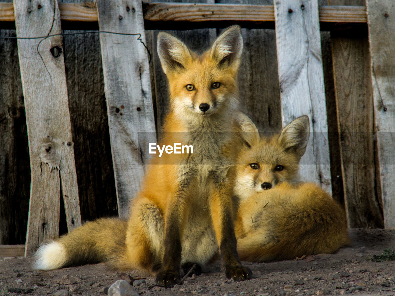 Close-up of two foxes looking at camera