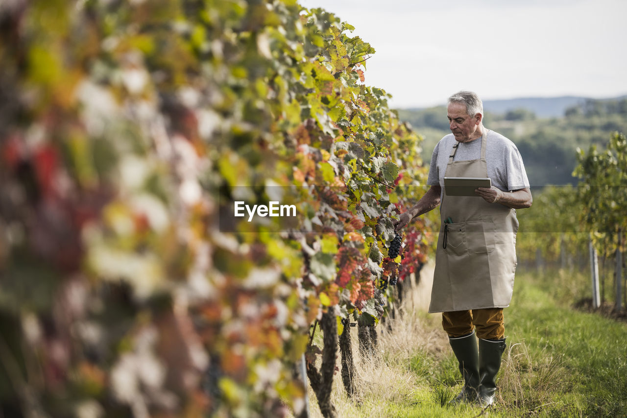 Senior farmer with tablet pc analyzing vine - plant in field