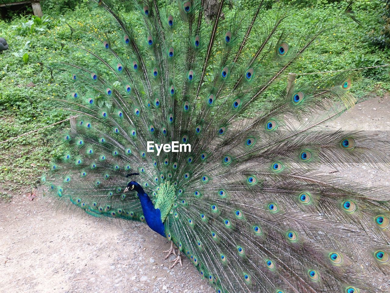 High angle view of fanned out peacock on field