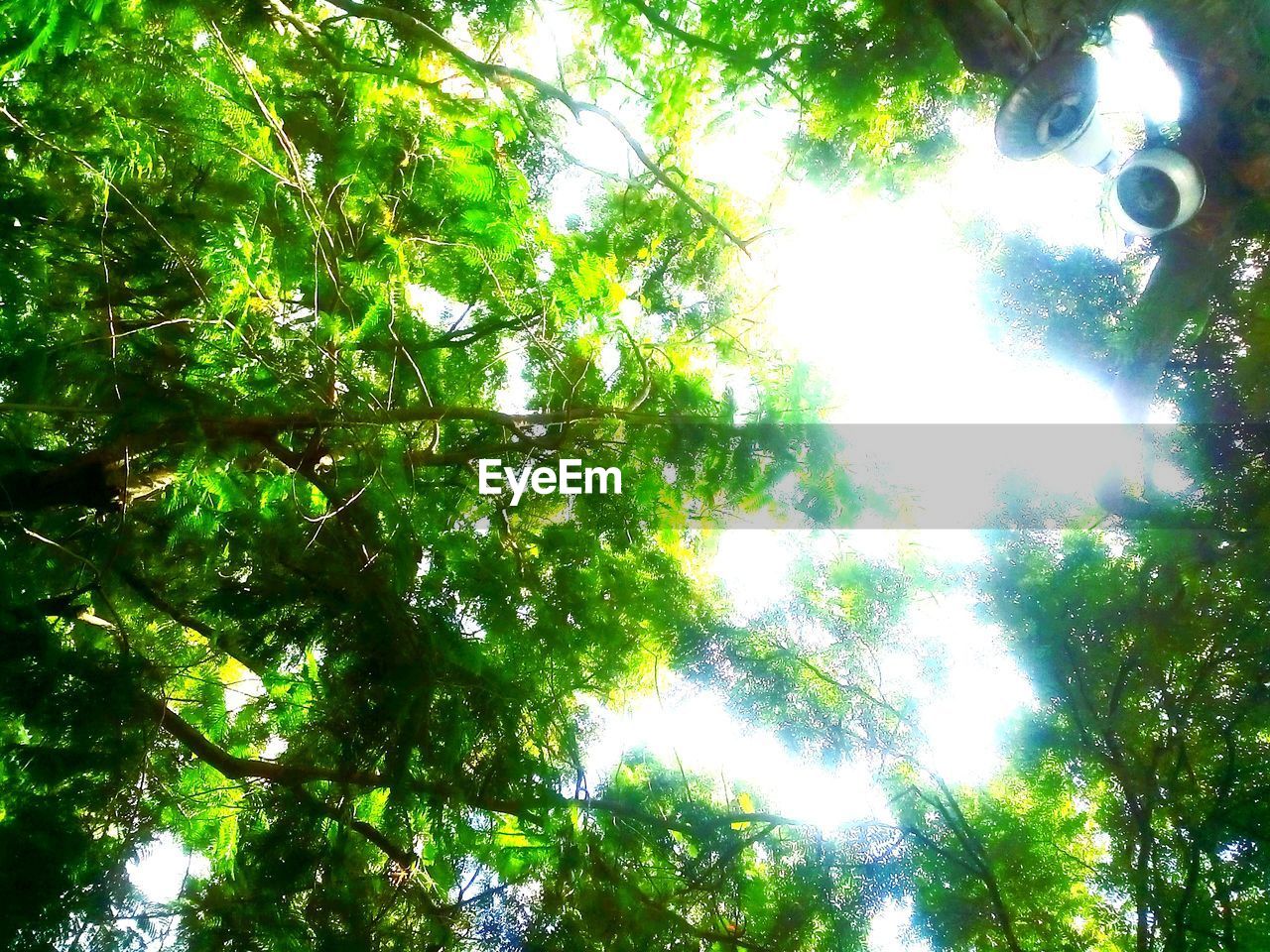 LOW ANGLE VIEW OF TREES AGAINST SKY