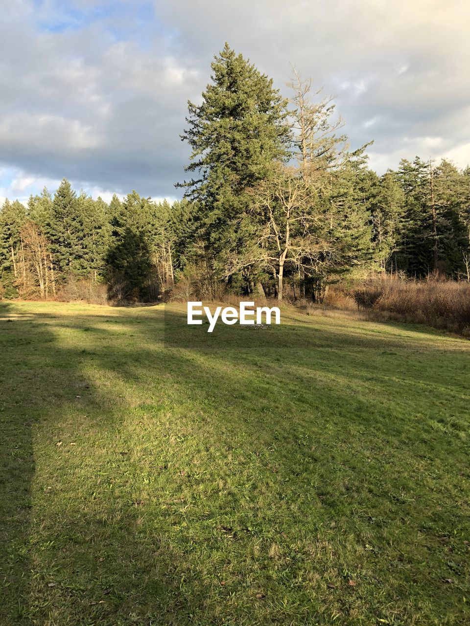 TREES GROWING ON FIELD