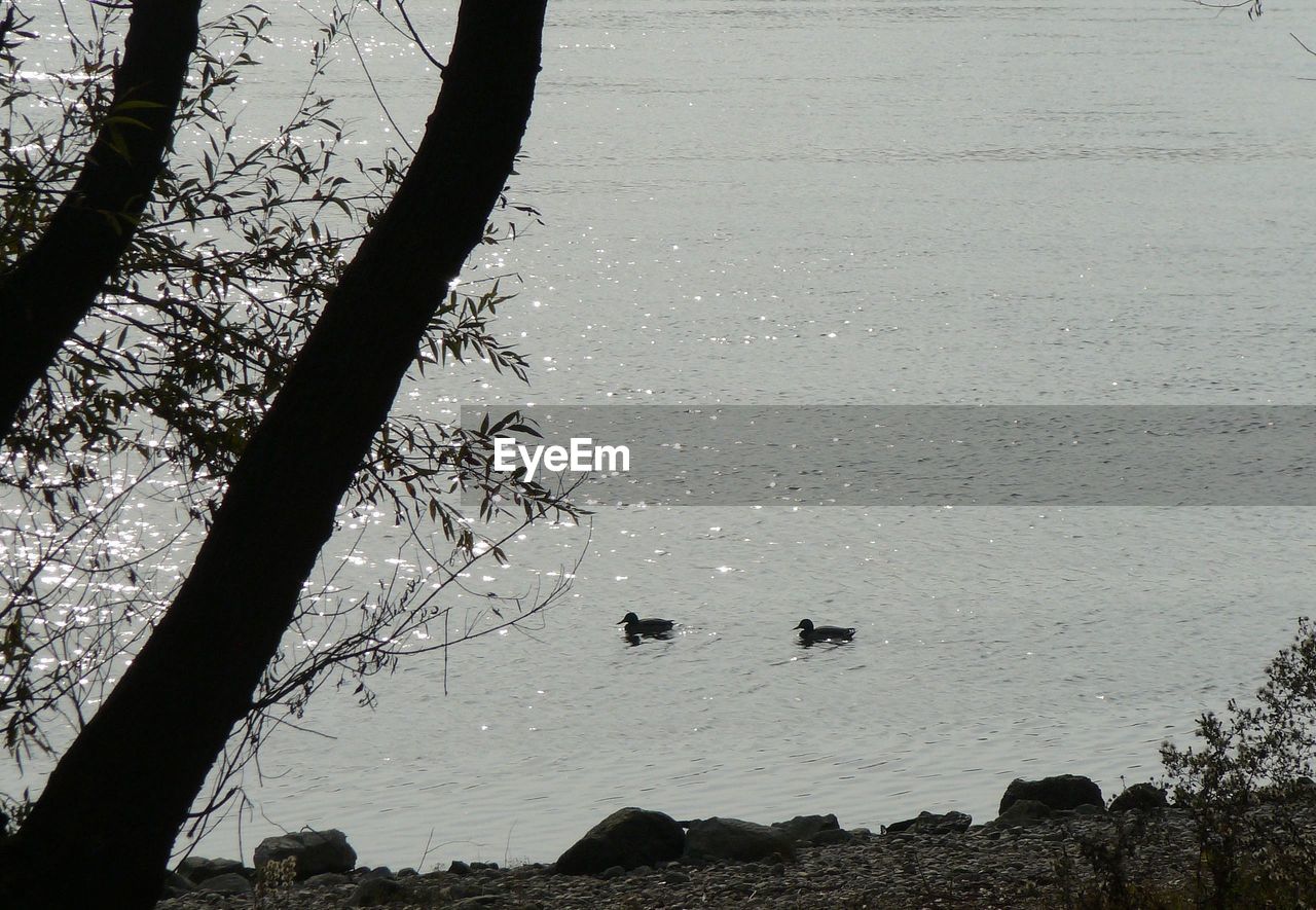 FLOCK OF BIRDS ON LAND