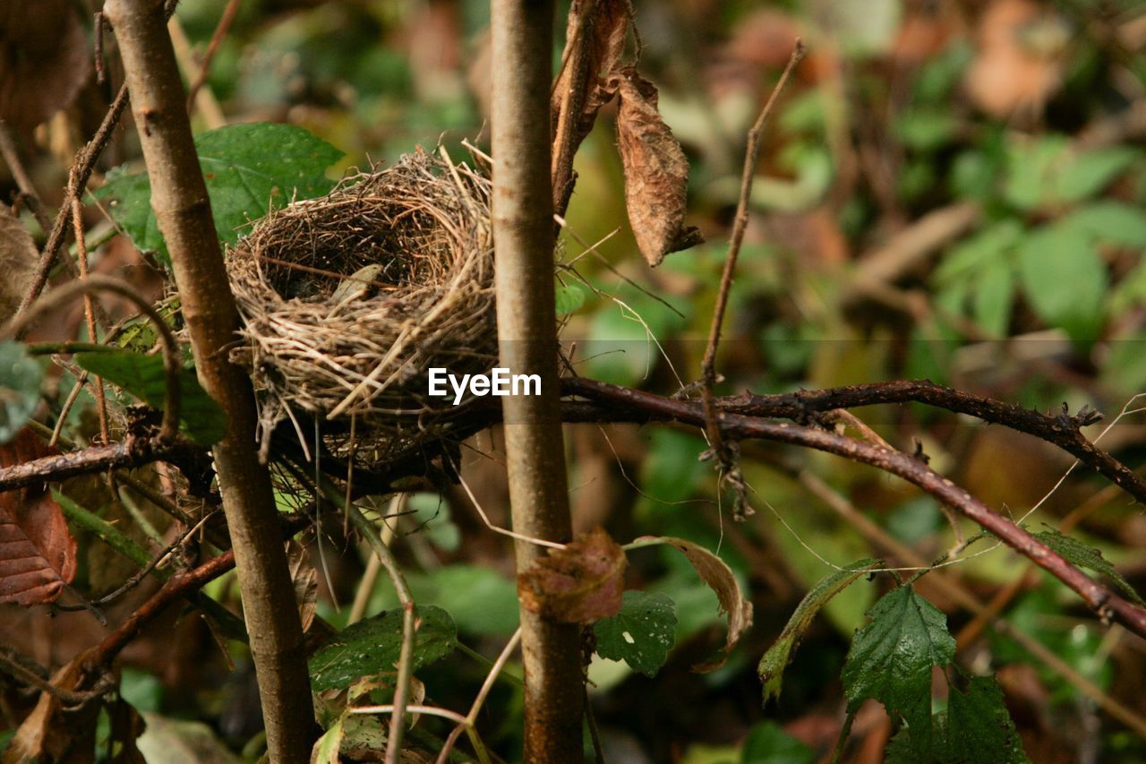 CLOSE-UP OF NEST ON BRANCH