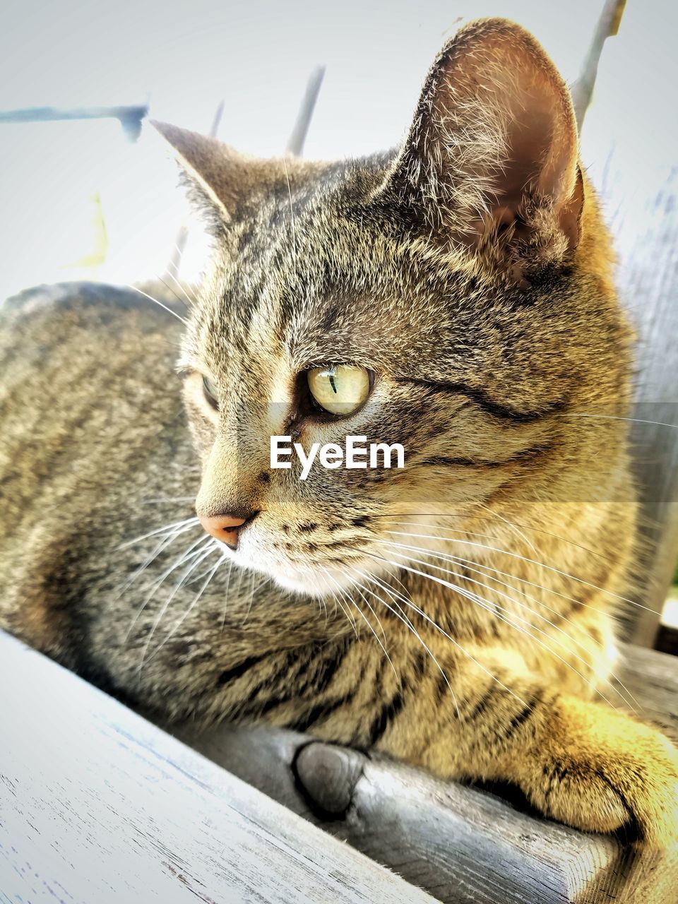 CLOSE-UP PORTRAIT OF CAT IN PEN