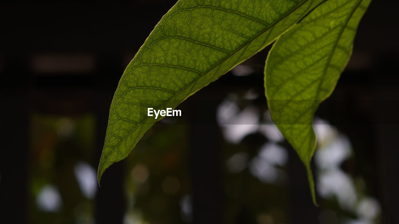 leaf, green, plant part, tree, plant, branch, nature, sunlight, close-up, macro photography, no people, growth, plant stem, focus on foreground, beauty in nature, outdoors, flower, yellow, day, freshness, leaf vein, black background