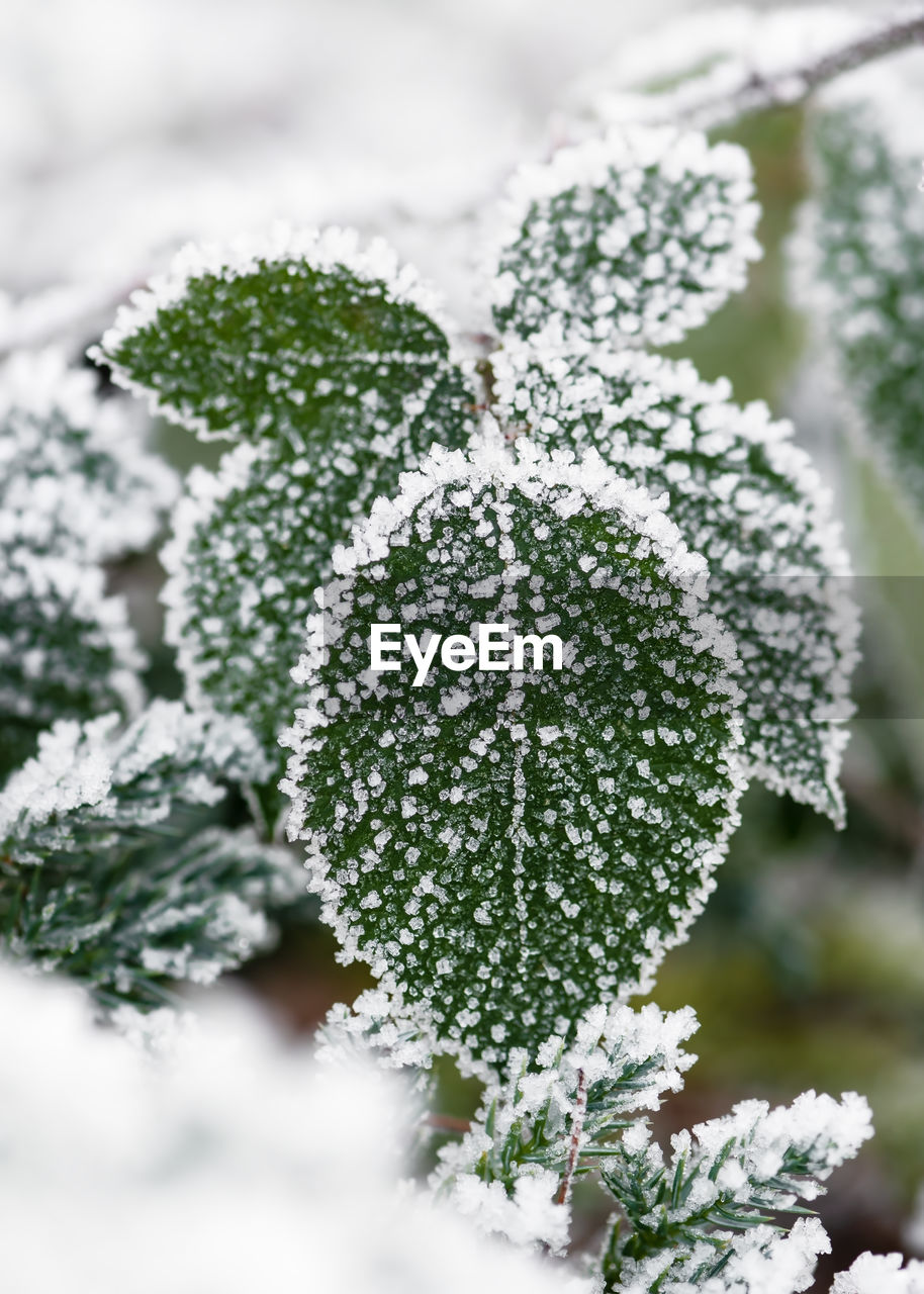 winter, snow, frost, cold temperature, plant, nature, green, branch, frozen, flower, beauty in nature, leaf, coniferous tree, environment, ice, pinaceae, no people, tree, plant part, close-up, food, freshness, outdoors, food and drink, white, vegetable, selective focus, pine tree, growth, day, land, fir tree, evergreen tree, landscape