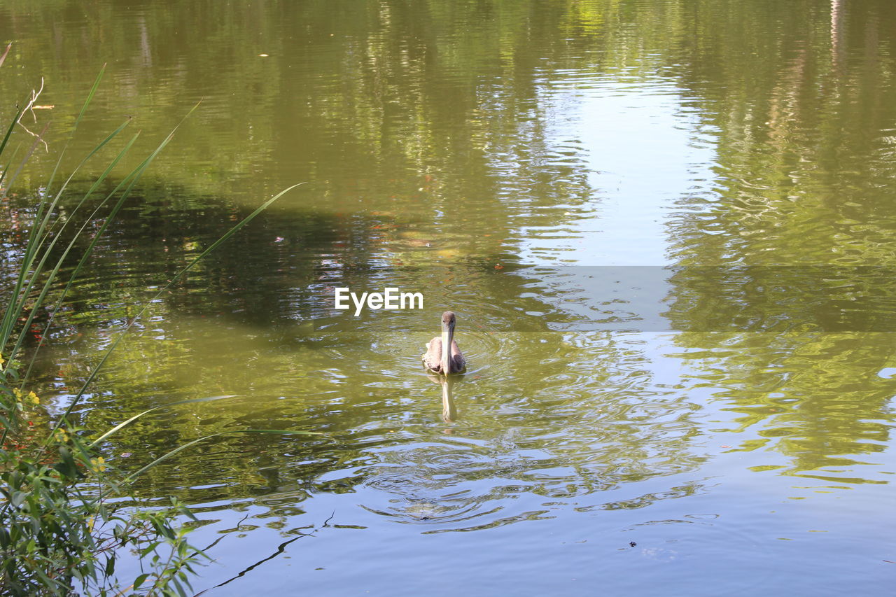 DUCK SWIMMING IN LAKE