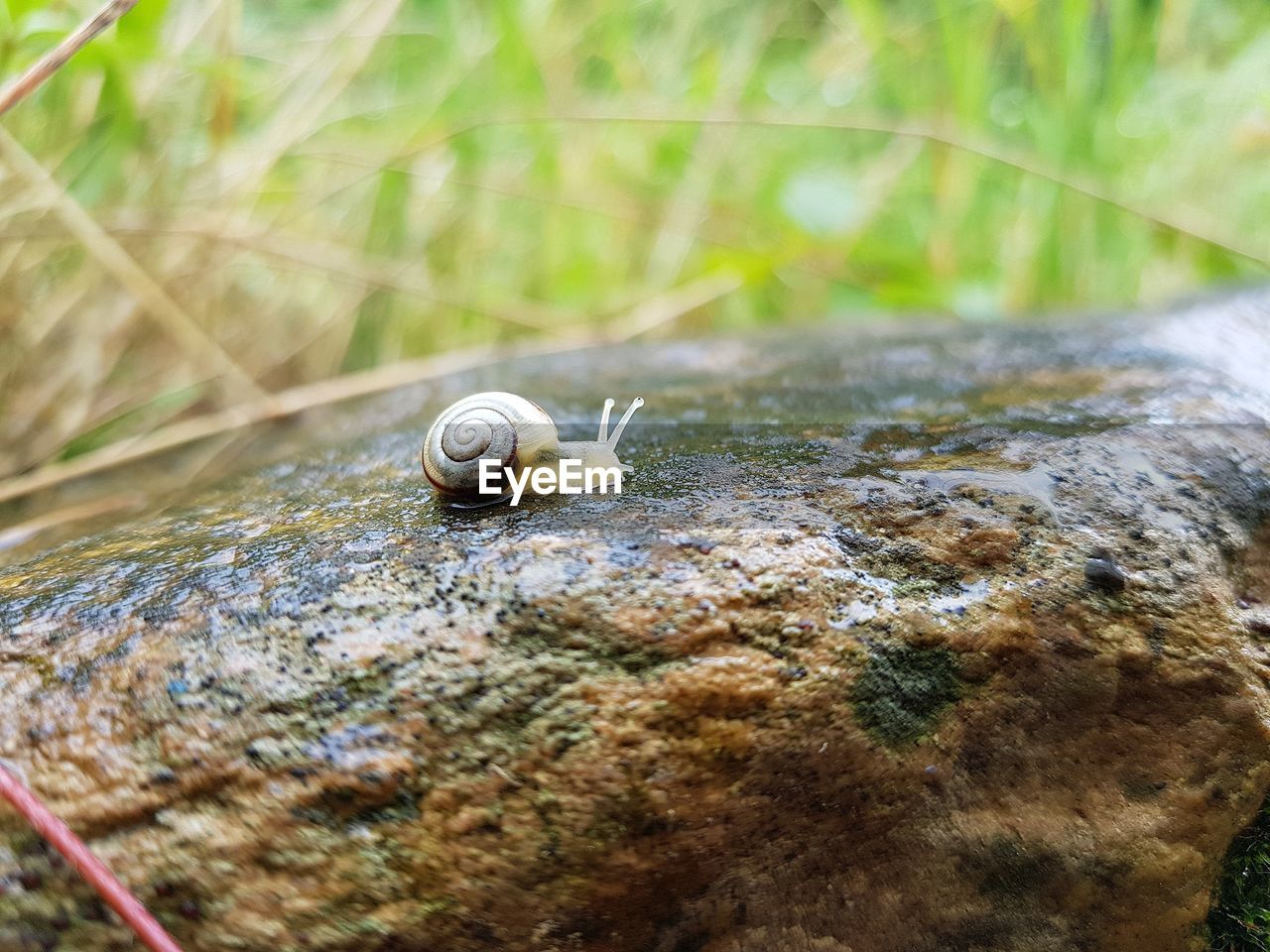 CLOSE UP OF SNAIL ON ROCK