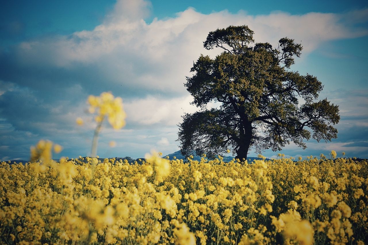 Close-up of oilseed rape field against sky